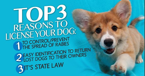 Top 3 reasons to license your dog