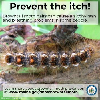 brown tail moth prevention