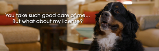2022 dog licenses available now