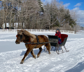 A horse-drawn Portland Cutter being driven in a Currier &amp; Ives demonstration in 2020