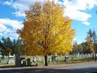 Pine Grove Cemetery