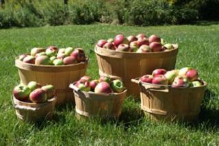 Orchard Harvest