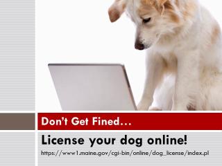 Don't Get Fined Register Your Dog Online