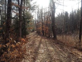 hayes forest