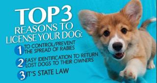 Top 3 Reasons to Register Your Dog