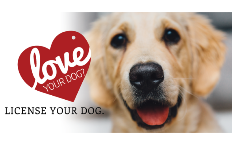 love your dog license your dog