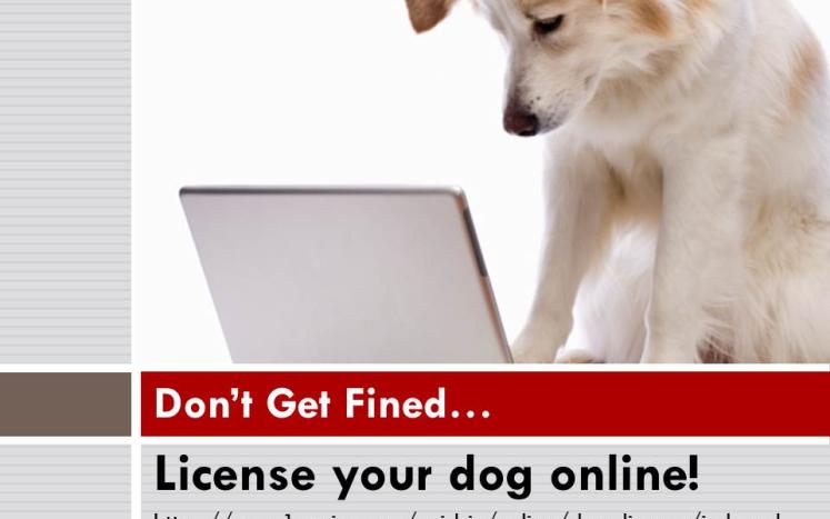 Don't Get Fined Register Your Dog Online